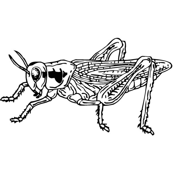 grasshopper Thumbnail