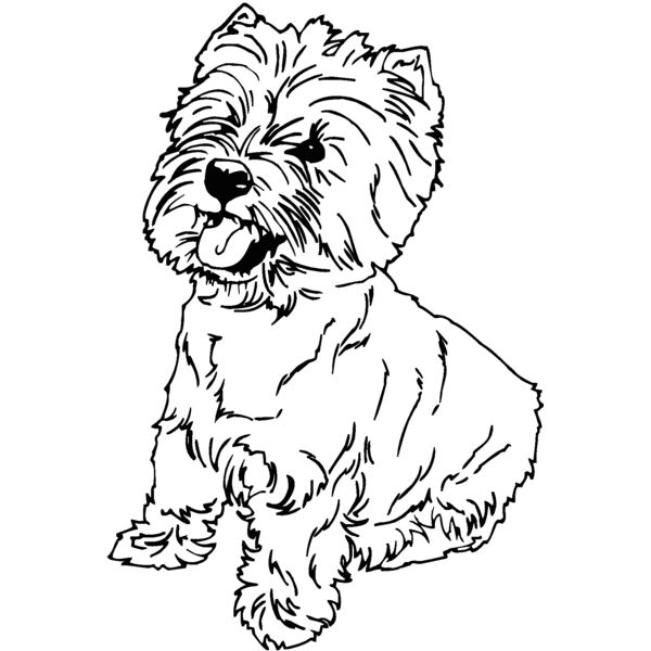 highland terrier Thumbnail